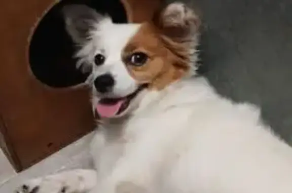 Пропала собака, Хабаровск - photo