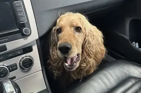 Пропала собака, Витязево - photo