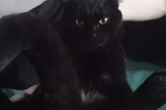 Кошки потеряшки, Тавда, фото: Потеряшка кошка, ул. Карла Маркса, 1Б, Тавда