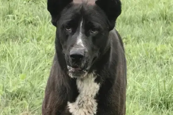 Пропала собака, Васильевка - photo