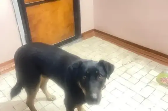 Найдена собака, Иркутск, фото: Найдена собака, Иркутск, Иркутская обл.