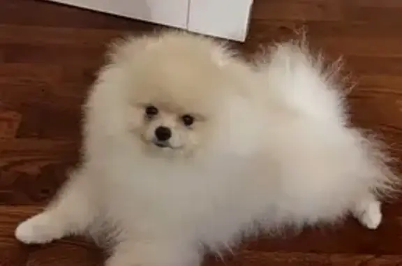 Пропала собака, Рощино - photo