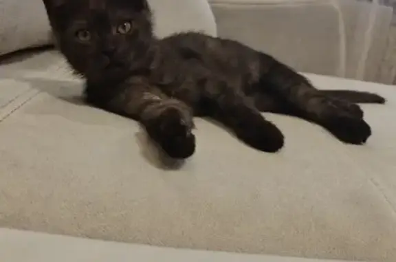 Найдена кошка, Октябрьский, фото: Котенок найден у магазина Апельсин, 61