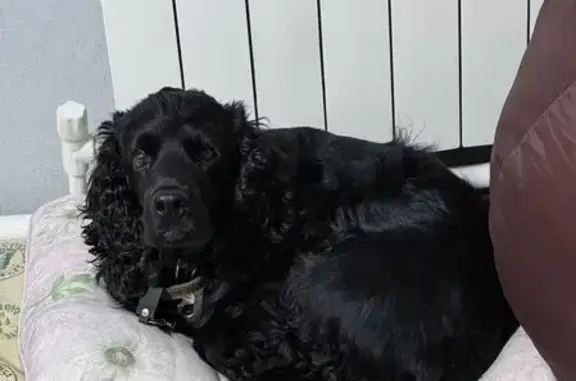 Пропала собака, Баймакская 103, Сибай - photo