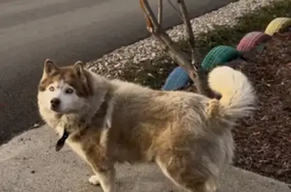 Пропала собака, Малые Кабаны - photo