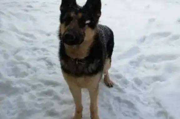 Найдена собака, Борисоглебск, фото: Собака найдена, Октябрьская ул., Борисоглебск