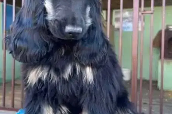 Собаки потеряшки, Сысертский городской округ, фото: Потеряшка щенок спаниеля, Свердловская обл.