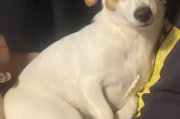 Пропала собака, Выкса - photo