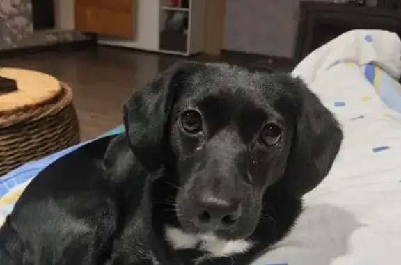 Собаки потеряшки, Марфино, фото: Потеряшка собака, Марфино, Вологодская обл.