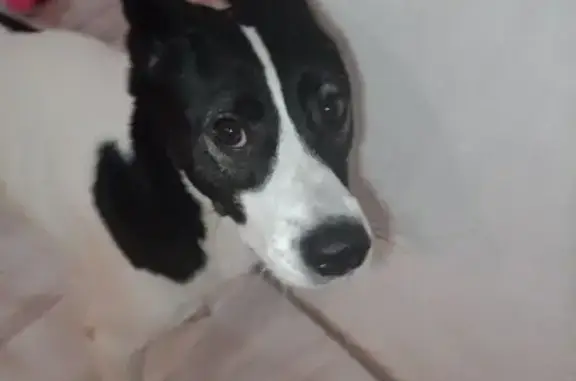 Пропала собака, Тюмень - photo