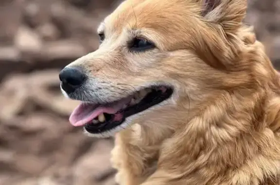 Пропала собака, Волжский - photo