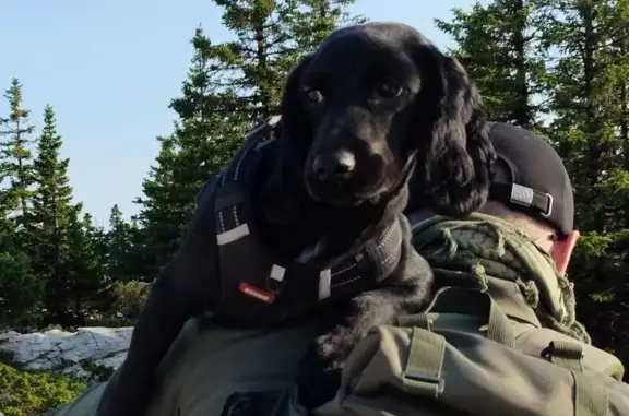 Пропала собака, Челябинск - photo