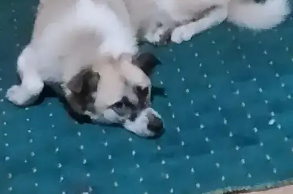 Пропала собака, Самара - photo