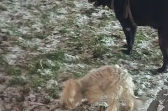 Пропала собака, Балашиха - photo