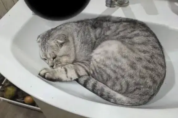 Пропала кошка на Глинки, 2А, Азнакаево - photo