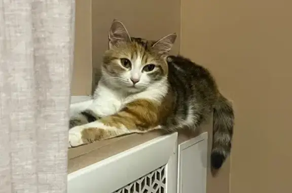 Пропала кошка, Белое озеро, Томск - photo