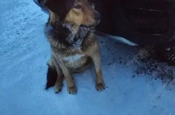 Найдена собака, Троицк, фото: Собака найдена в КП Лесной пейзаж 2