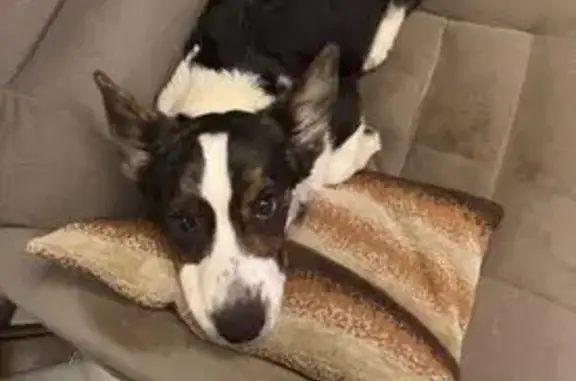 Пропала собака, Москва - photo