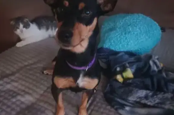 Пропала собака, Курган, Курганская обл. - photo