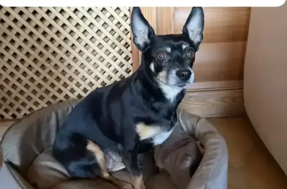 Найдена собака, Димитровград, фото: Потерялась собака, Молодёжная 8, Димитровград