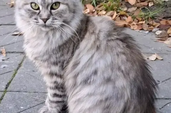 Найдена кошка, Новороссийск, фото: Кошка найдена: ул. Советов, 18, Новороссийск