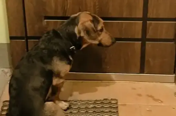 Найдена собака, Воронеж, фото: Собака найдена: Ленинградская 104, Воронеж