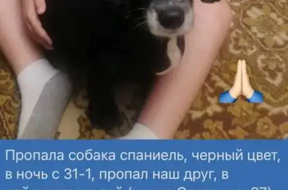 Пропала собака, Курск - photo