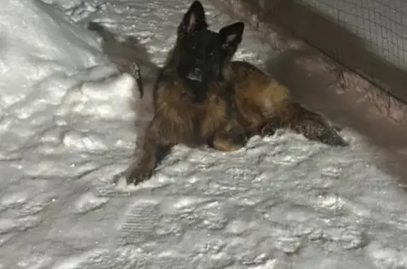 Найдена собака, Толмачево, фото: Найдена овчарка, Толмачево, Брянская обл.