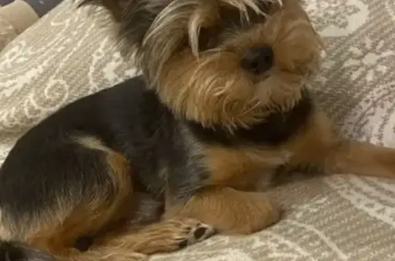 Пропала собака, Коломна - photo