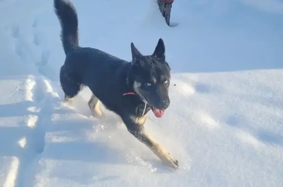 Собака найдена: Козьяково, МО - photo