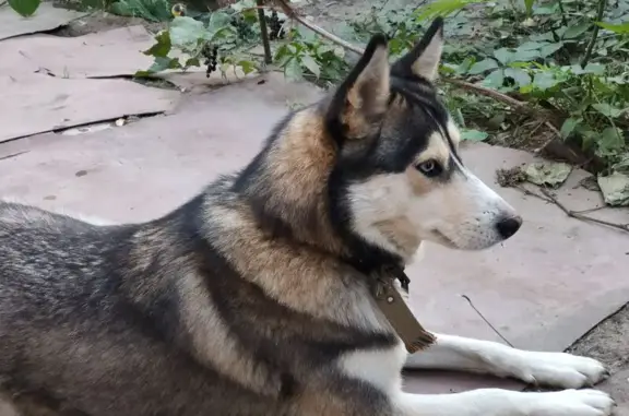 Пропала собака, Астрахань - photo