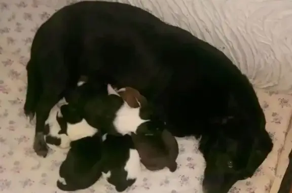 Пропала собака, ул. Строителей, 25 - photo