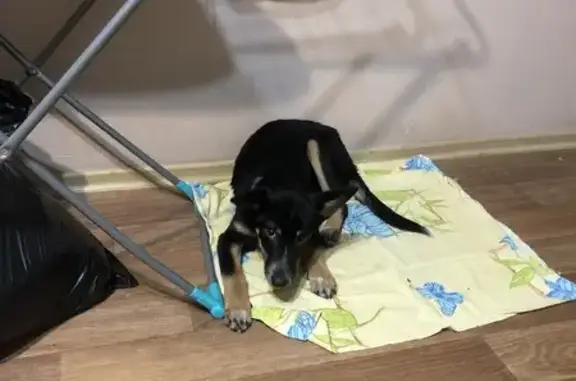 Найдена собака, Челябинск, фото: Щенок найден на Комсомольском проспекте