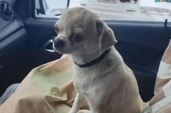 Найдена собака, Оренбург, фото: Собака найдена: ул. Терешковой, 134В