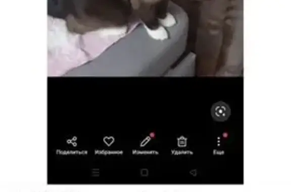 Пропала сиамская кошка, Звёздная 8 - photo