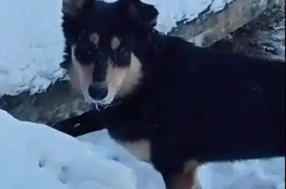 Пропала собака, Кемерово - photo