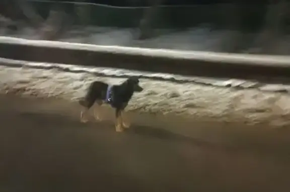 Найдена собака, Тула, фото: Собака на дороге, Московское шоссе, Тула