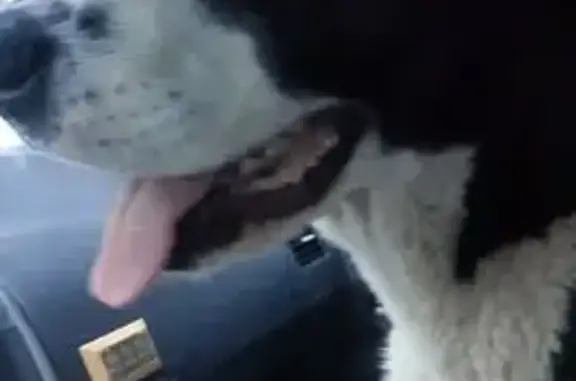 Найдена собака, Наро-Фоминский городской округ, фото: Алабай найден на ЦКАД, Московская область