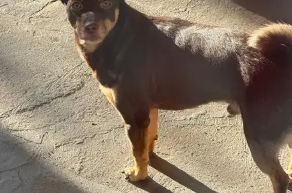 Пропала собака, Шахты - photo