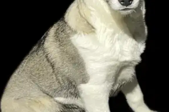 Собаки потеряшки, Черкизово (пушкинский Р-н), фото: Потеряшка собака, Черкизово (пушкинский Р-н)