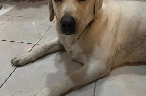 Найдена собака, Краснодар, фото: Лабрадор найдена на Селезнёва 4/13к2