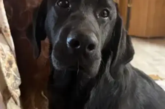 Пропала собака, Павловский Посад - photo