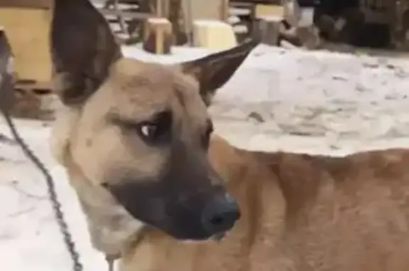 Пропала собака, Сольцы - photo