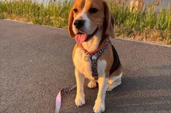 Пропала собака, Терскол - photo