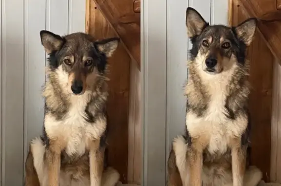 Пропала собака, Кола - photo