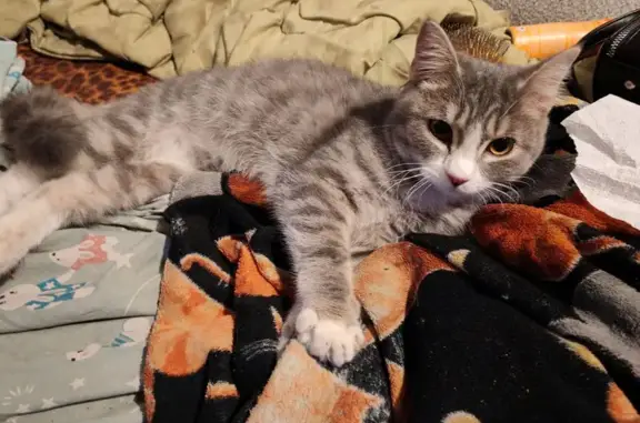 Найдена кошка, Курган, фото: Кошка найдена: ул. Коли Мяготина, 181