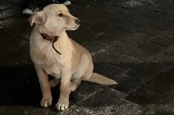 Найдена собака, Калининград, фото: Собака найдена: Инженерная 2, Калининград