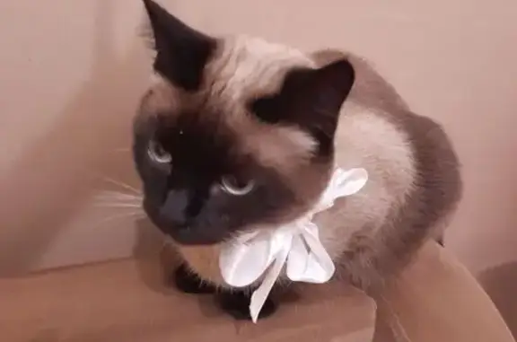 Пропала кошка, Минеральные Воды - photo