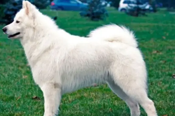 Пропала собака, Краснодар - photo