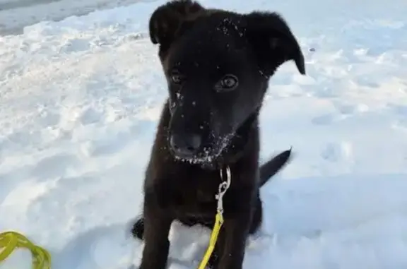 Найдена собака, Казань, фото: Щенок найден: ул. Ю. Фучика, 79, Казань